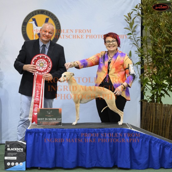 Whippet Assoc of Vic Champ Shows, Sept 25