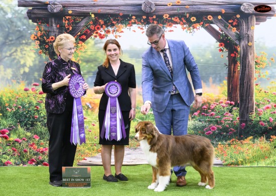 Australian Shepherd Champ Show (Vic), Nov 25 (2 Pages)