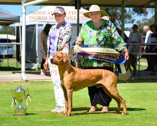Rhodesian Ridgeback Club of SA Champ Show, Oct '26